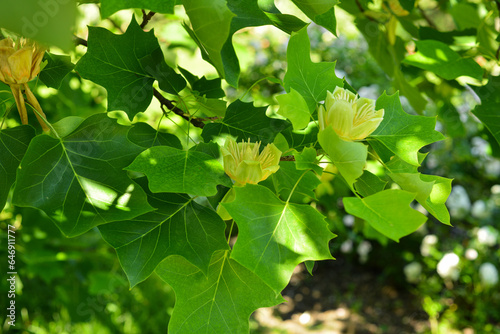 Branches with green leaves and yellow flowers of Liriodendron tulipifera, known as the tulip tree, in the city garden