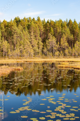 Forests reflected on the surface of calm and swampy lake in Finland