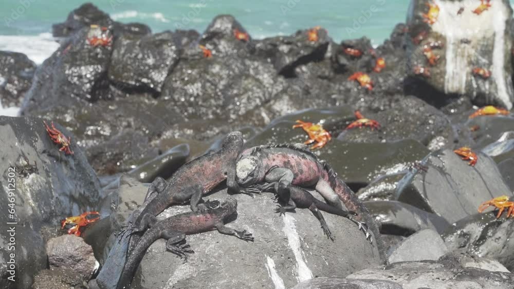 a marine iguana, Amblyrhynchus cristatus, also sea, saltwater, or Galapagos marine iguana, and colorful sally lightfoot crab, Grapsus grapsus, endemic species on Galapagos islands.