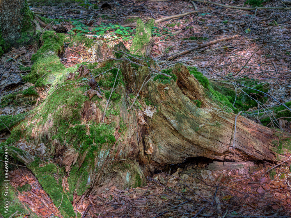 Rotting tree stump covered in moss surrounded by fallen leaves. Bavaria