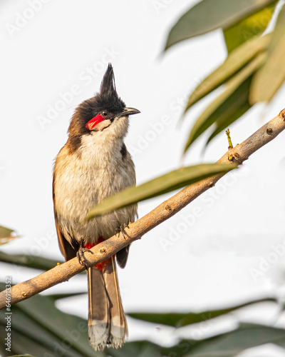 Konstfotografi A red whiskered bulbul