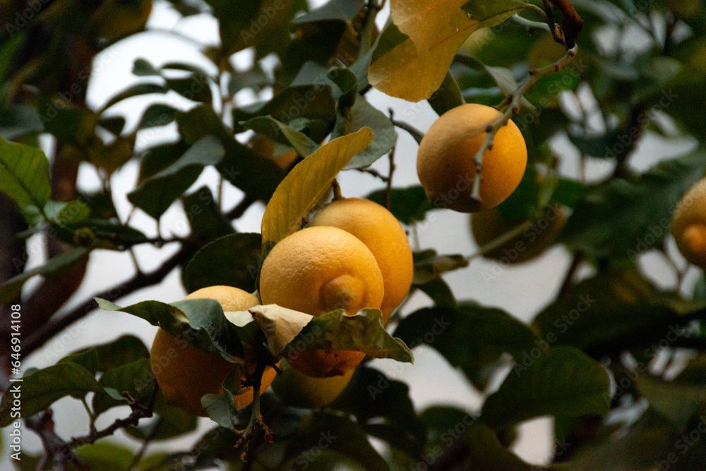 Limones amarillos de Córdoba