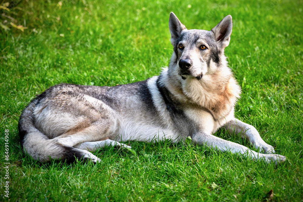 Adult young dog, Czechoslovak wolfdog in grass. Adult young dog, Czechoslovak wolfdog in grass.
