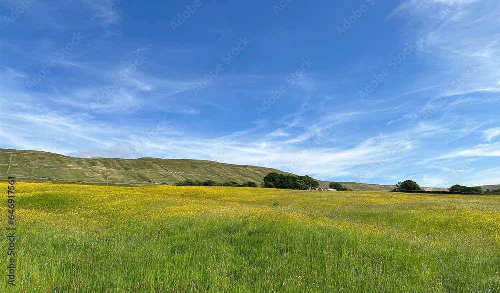 Late summers day landscape, with wild grasses, plants, a farm, and distant hills near, Hawes, UK