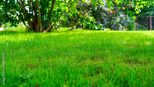 lawn with lawn in the shade of trees, bright summer sunny day, backyard a place to relax in hot weather