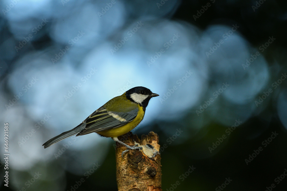 Fototapeta premium Kohlmeise