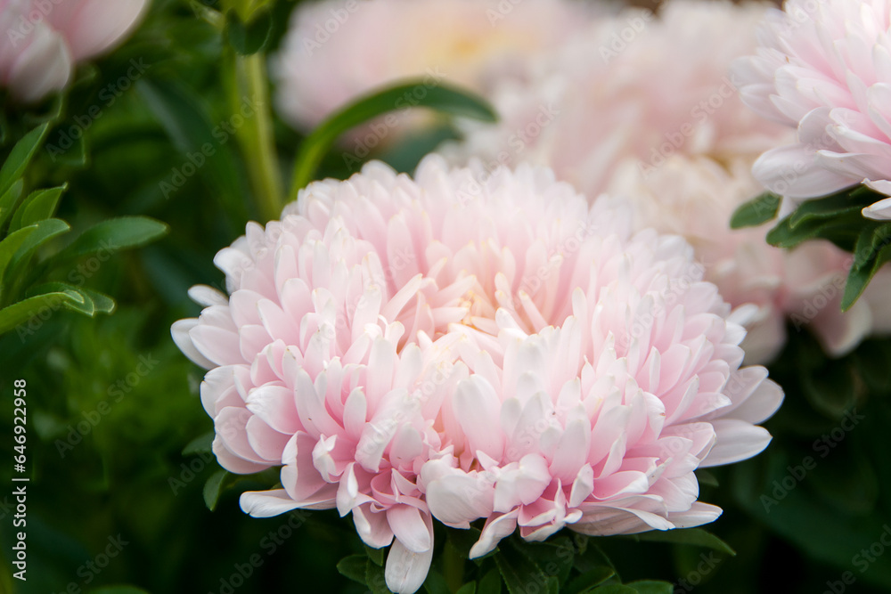 gently pink large aster flowers on a blurred green nature background. Spring background. Close-up