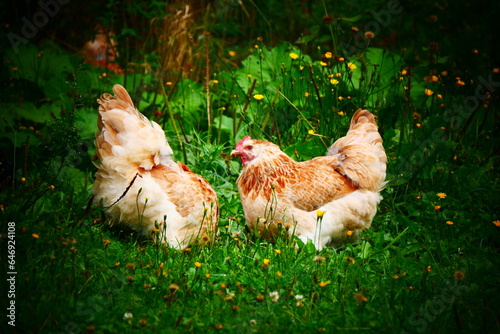 Deux poulettes Faverolle mangeant de l'herbe photo