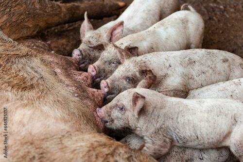 few baby greedy  piglets sucking from the mother saw at the farm