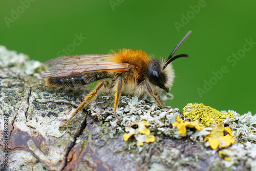 Closeup of a male Grey-patched Mining Bee, Andrena nitida, on lichen covered wood © Henk