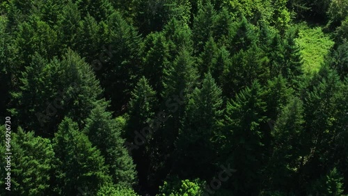 Aerial drone shot of Oregon wilderness, green forest in summer