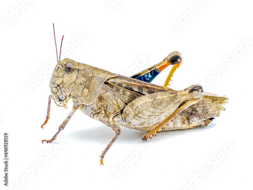 Orange winged Grasshopper - Pardalophora phoenicoptera - very large grey color insect with blue orange yellow black inside colors of back leg drumstick.  Side profile view Isolated on white background © Chase D’Animulls