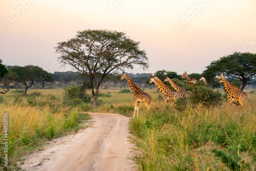 Photography The meeting with the Giraffes during a Safari in the Kidepo Valley National Park in Uganda to discover wild animals