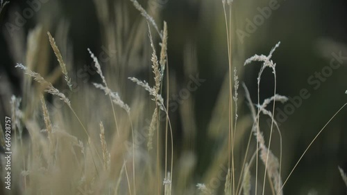 Tall blades of wheat, grass in a field