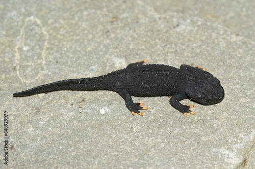 Closeup on a black juvenile of the critically endangered Japanese Anderson's salamander, Echinotriton andersoni photo