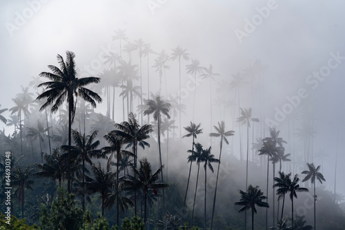 The Cocora Valley (