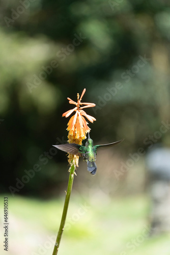 Colibrì in Finca La Montaña along the trek in the Cocora Valley, Salento in the Quindío department of Colombia in the coffee area (in the Central Cordillera of the Andean mountains).