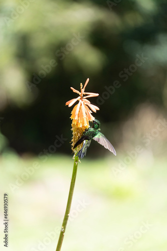 Colibrì in Finca La Montaña along the trek in the Cocora Valley, Salento in the Quindío department of Colombia in the coffee area (in the Central Cordillera of the Andean mountains).
