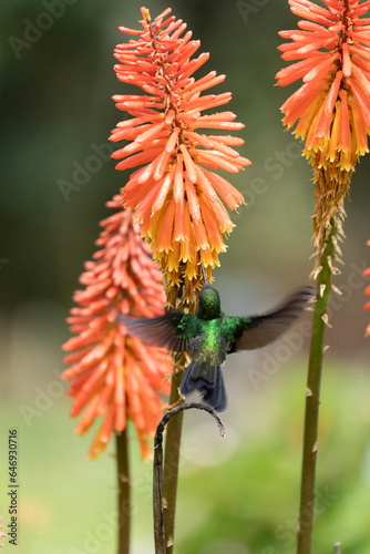 Colibrì in Finca La Montaña along the trek in the Cocora Valley, Salento in the Quindío department of Colombia in the coffee area (in the Central Cordillera of the Andean mountains).
