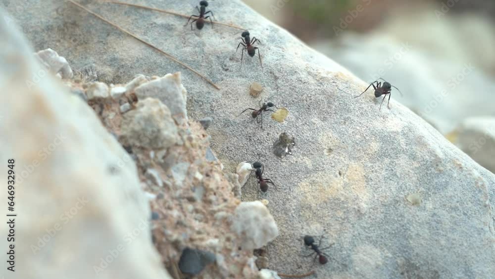 ants on the ground ants on the ground