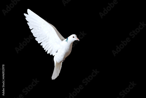 white dove flies on a black background