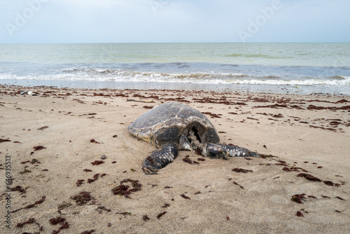 Une tortue marine morte échouée sur une plage au Sénégal en Afrique occidentale