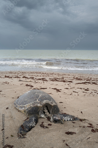 Une tortue marine morte échouée sur une plage au Sénégal en Afrique occidentale
