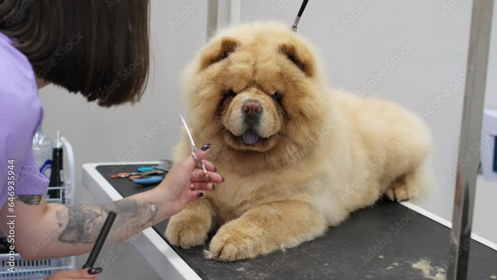 Transformative Dog Grooming In a serene setting filled with calming