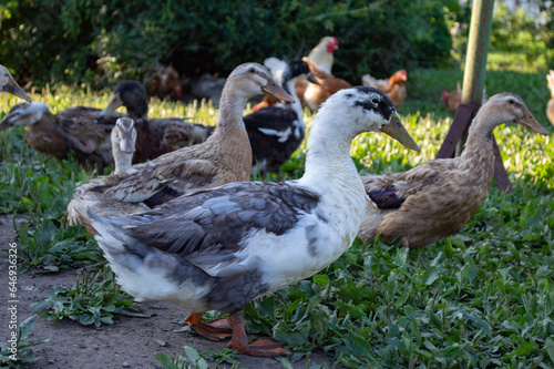 ducks on the farm