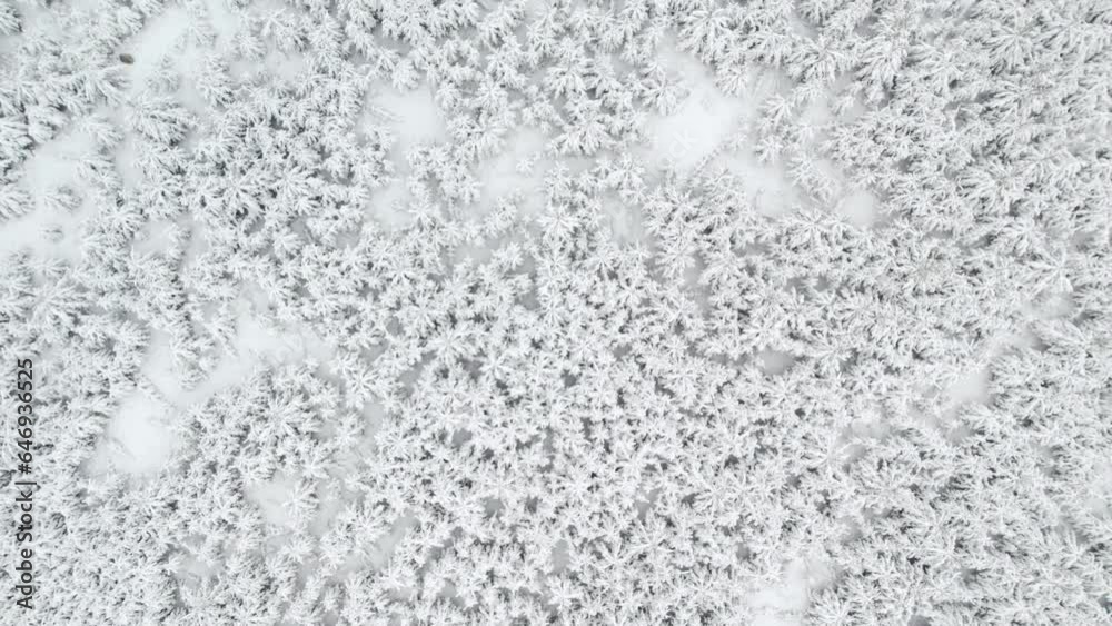 drone view of the winter forest, trees in the snow. winter forest camera movement above it drone view of the winter forest, trees in the snow. winter forest camera movement above it