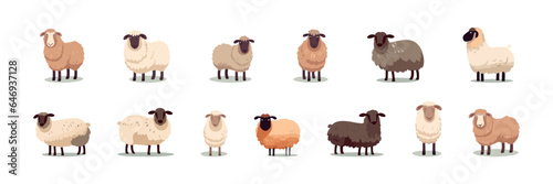 Sheep set flat cartoon isolated on white background. Vector isolated illustration