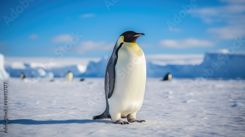 breathtaking shot of the Emperor Penguin in its natural habitat  showing its majestic beauty and strength.