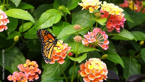 Monarch butterfly is feeding on Lantana flowers with bumble bee in landscaped flowerbed in garden photo
