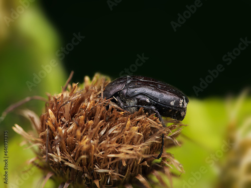 White spotted rose beetle (Oxythyrea funesta) in macro details feeding on the flower of the yellow melancholy thistle (Cirsium erisithales) on blurred background. photo