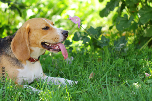 a small dog of the Beagle hunting breed. cute pet dog