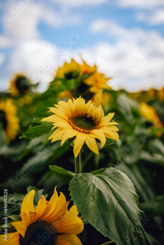 Close up of beautiful yellow sunflower set against field of bright flowers on sunny summer day on farm