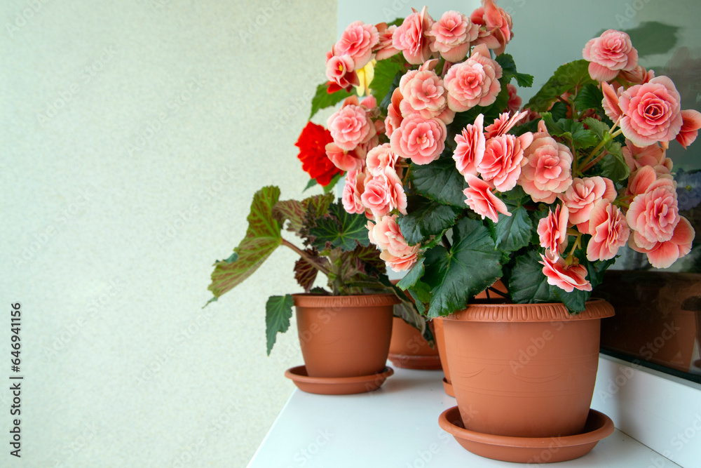 Begonias of different types (tuberous and elatior) in pots in the home interior. Indoor flowers, hobby, floriculture.