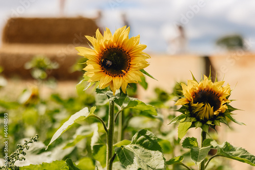 Two bright beautiful yellow sunflowers stand tall in front of field of flowers on farmland on sunny summer day