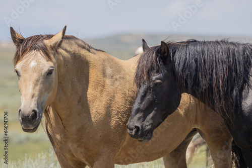 Wild Horses in the Wyoming Desert in Summer