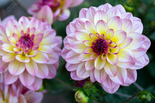 Lush pink dahlia flowers in a flower bed in summer. Gardening, perennial flowers, landscaping.