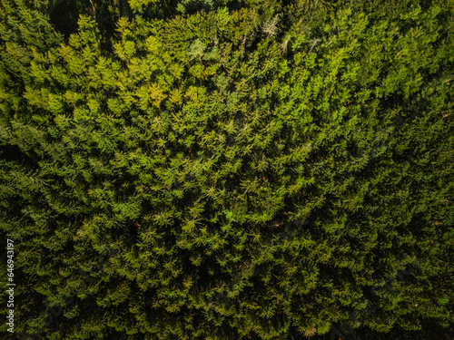  lungs of the planet, pine forest, many trees, tall pines, deforestation, green pines from above