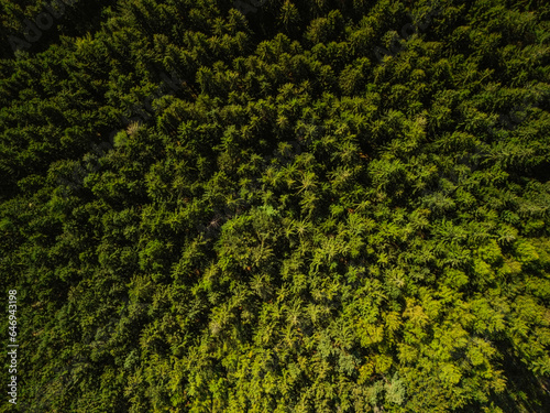  lungs of the planet, pine forest, many trees, tall pines, deforestation, green pines from above