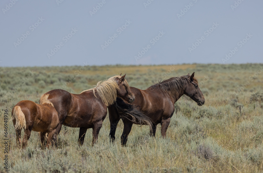 Wild Horses in the Wyoming Desert in Summer Wild Horses in the Wyoming Desert in Summer