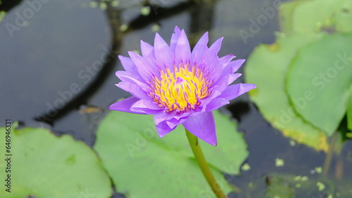closeup purple lotus