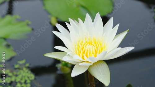 closeup white lotus