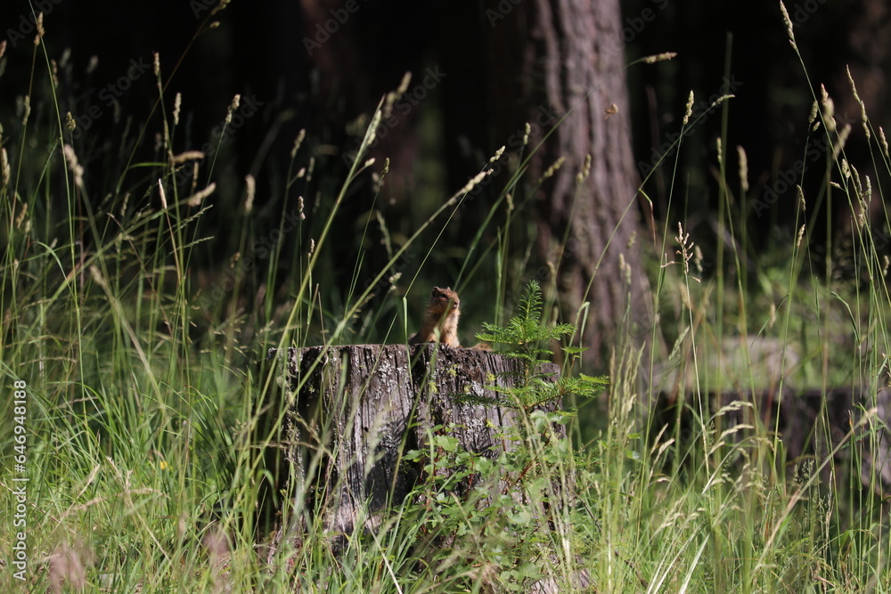 Chipmunk at Wallowa Lake Chipmunk at Wallowa Lake