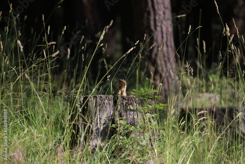 Chipmunk at Wallowa Lake