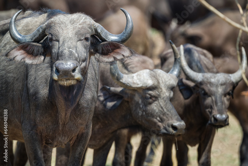Cape Buffalo herd, Lower Zambezi National Park, Zambia, Africa. © Frances