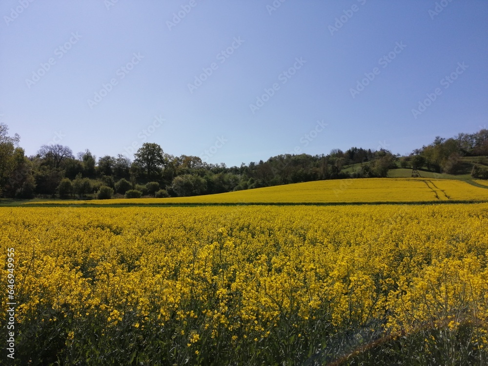 gelbe Blüte