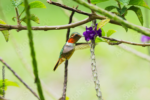 Scintillant Hummingbird, Selasphorus scintilla, Chispita Gorginaranja photo